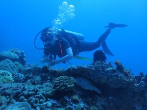 uma pessoa está nadando sobre um recife de coral em East Lombok Dive Hotel - 3 private rooms on the beach with seaview & scuba diving center em Labuhan Pandan