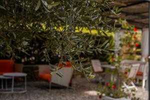 a close up of a plant in a room at MONOLOCALE CASENUOVE con GIARDINO in Castiglioncello +21 photos