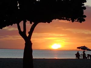 a tree on the beach at sunset at Aeroporto in Salvador