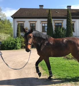 a brown horse with a leash in front of a house at Flemma Gård Wing residence with lake view in Vreta Kloster