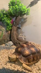 a turtle sitting on the ground next to a bonsai tree at Sleep Cubee Hostel in Hong Kong