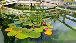 a pond with lily pads and a bridge at Le Bois aux Cerfs in Bois-Jérôme-Saint-Ouen +46 photos