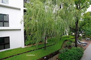 a weeping willow tree in a yard next to a building at THE NINE THASALA in Chiang Mai