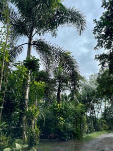 a palm tree next to a dirt road at Beautiful 2BD Farmhouse for 6pax in Ormoc