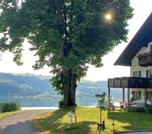 un árbol al lado de un camino con una casa en Roiderhof Irrsee en Oberhofen am Irrsee