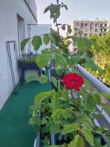 eine rote Rose in einem Topf auf einem Balkon in der Unterkunft DANA S HOME in La Courneuve