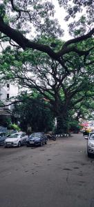 un estacionamiento con autos estacionados bajo un gran árbol en 3BHK Corporate and Expat Guest House In Central Bangalore en Bangalore