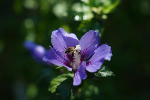 a bee is sitting on a purple flower at B&B Alferweiher in Echternach