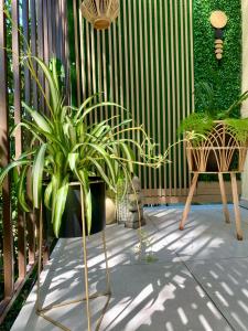 a patio with two chairs and a potted plant at Maya Apartment in Cluj-Napoca