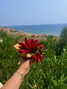 una mano sosteniendo una flor roja en un campo en B&B Marine Park, en Scifo