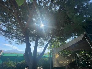 un árbol con el sol brillando detrás de él en El Huerto, en Valencia