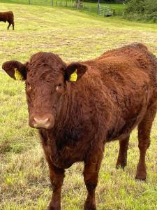 Animale la sau în apropiere de acest apartament