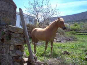 un caballo parado en un campo junto a una valla en Casa Rural Cristina I, en San Pablo de los Montes