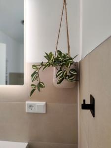 a potted plant hanging from a wall in a bathroom at Hygge Home - mit Garten und Stellplatz für Feriengäste-, Monteure / Netflix / 10 min. zur Sinsheim Therme und zur Autobahn in Sinsheim