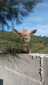 um animal sentado em cima de uma parede com relva em Don Cleto em Aiguá