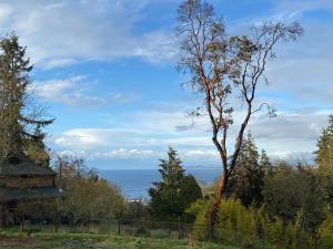 a tree in a field with the ocean in the background at Stunning Home, Sound View, Sauna and Covered Deck in Vashon