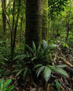 Gallery image of Wildlife Refuge’s Wood Cabin in Monteverde Costa Rica