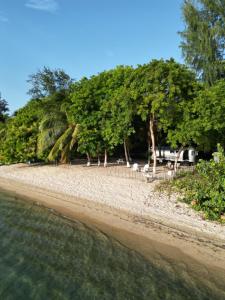 a beach with chairs and trees and the water at Sal & Turq in Roatan