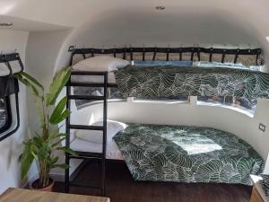 a room with two bunk beds and a plant at Sal & Turq in Roatan