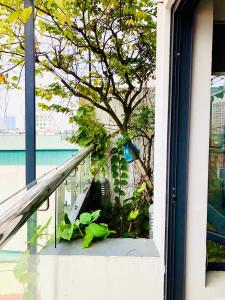 um grupo de plantas sentadas no parapeito da janela em Unique Serviced Apartment em Hanói