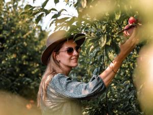 a woman in a hat picking an apple from a tree at Vrolikheid Landgoed in Tulbagh