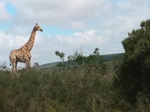eine Giraffe, die oben auf einem Feld steht in der Unterkunft Umbono Private Game Lodge in Alexandria + 8 Fotos