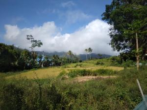 a field with palm trees on a hill at Mushtinal Guest House in Ende