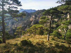 uma vista para uma montanha com árvores numa colina em Casita Bella Vida em L'Ampolla