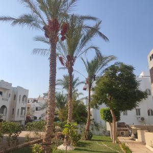 un grupo de palmeras frente a un edificio en Villa Silia, en Sharm El Sheikh