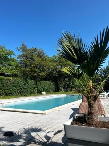 eine Palme neben einem Pool in der Unterkunft Les Hiboux in Crozant