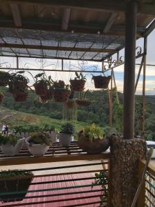 a group of potted plants hanging from a pergola at Handmade Store Măng Đen in Kon Von Kla