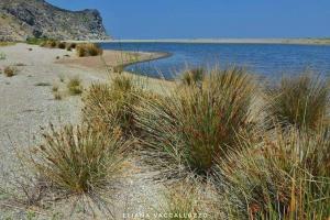 a group of plants on the shore of a body of water at Falcon Best Beach in Falcone