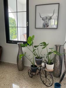 Foto dalla galleria di The Serene House Bed & Breakfast a Luquillo
