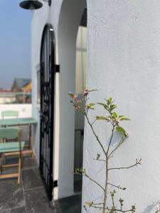 a plant sitting on the side of a building at PHAM. Hotel & Views in Hai Phong