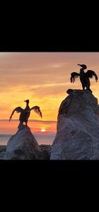 two birds sitting on top of rocks at sunset at Fylde Court in Morecambe