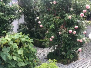 Zahrada ubytování Ferienwohnung am Bodensee - Ruhe,Natur und Golfgenuss
