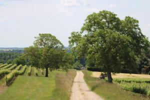 a dirt road in the middle of a field with trees at Gîte Le Saint Martin 1 - 4 pers. in Blaslay