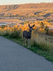 a deer standing on the side of a road at Adorable private suite with indoor fire place in Cochrane