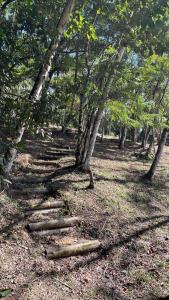 a group of logs on the ground in a forest at Vila Drávida in Iporanga