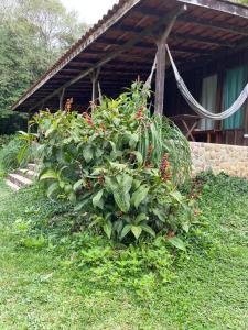 a bush with red flowers in front of a building at Vila Drávida in Iporanga