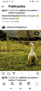 a screenshot of a tweet about a duck in a field at RECANTO DO SINALEIRO GRAMADO in Gramado