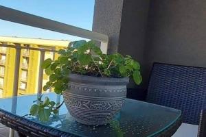 a potted plant sitting on a glass table on a balcony at Sor Vicenta Suites in San Carlos de Purén