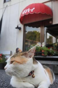 un chat posant sur le sol devant un bâtiment dans l'établissement 海に恋する泊まれる喫茶店 ポパイ, à Iyo