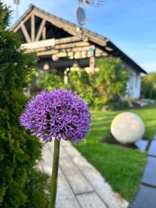 a purple flower in front of a house at Apartament Różany in Kopalino