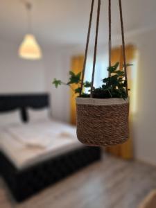 een plant in een mand hangend in een kamer bij Luxury Grey Apartments in Iaşi