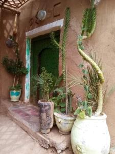 um grupo de vasos de plantas em frente a um edifício em Maison d'hôtes tilleli em Tamnougalt