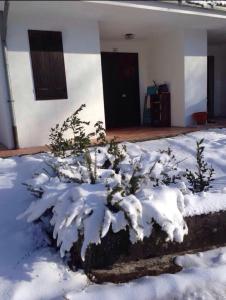 un arbusto cubierto de nieve frente a una casa en Bilocale per gli amanti dello sci, en Riolunato