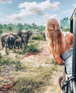 Una mujer en un vehículo mirando una manada de elefantes en Harini Villa en Sigiriya