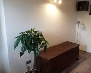 a plant sitting on top of a wooden table at b&b La Divina Pietra in Carnola