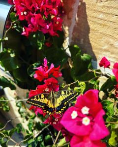 a butterfly is sitting on red flowers at Tac-Cnic Heritage Living - Apartment, Spa Suite & Spectacular Views in Żebbuġ